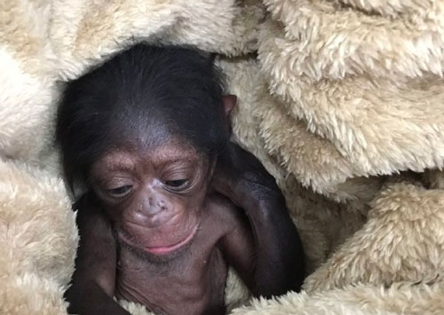 آخرین وضعیت «باران»، بچه‌شامپانزه معروف ارم