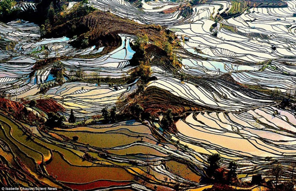 مزارع شگفت انگیز برنج در چین
