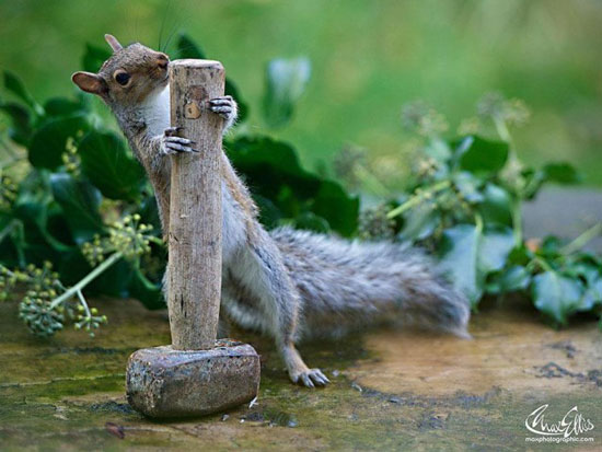 عکس: کنجکاوی سنجابی!