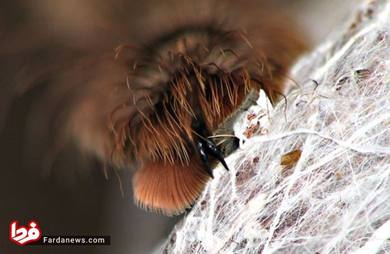 تصاویر حیرت‌انگیز از پنجه عنکبوت