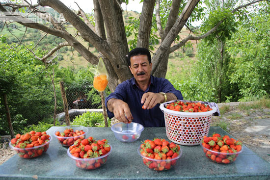 فروش توت فرنگی در جاده‌های کردستان