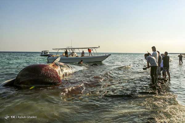 مرگ دومین نهنگ به گل نشسته در جزیره کیش