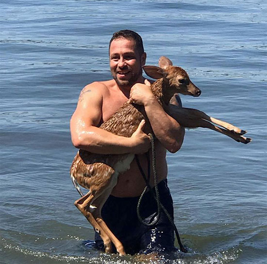 تلاش سگ مهربان برای نجات بچه گوزن از غرق شدن