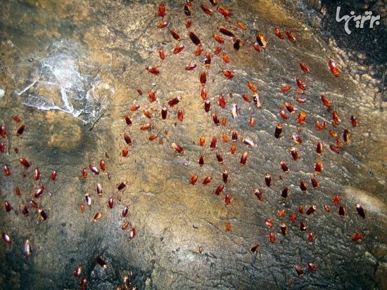 غار وحشت در مالزی +عکس