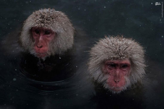 آرامش میمون‌های برفی در حوض آب‌ گرم