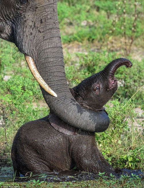 عکس: حمام اجباری بچه فیل توسط مادر!