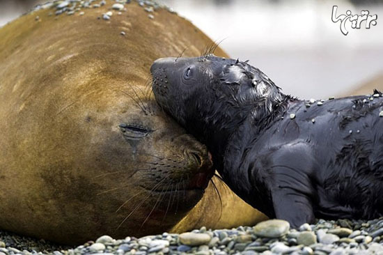 تصاویر زیبا از گرما و مهر مادری در دنیای حیوانات