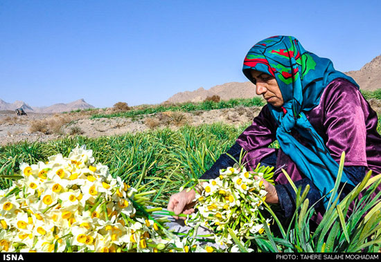 عکس: برداشت گل نرگس در بیرجند