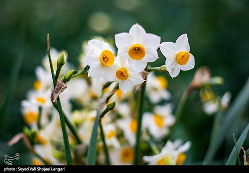 عکس‌های برداشت گل نرگس از مازندران دل‌تان را می‌برد