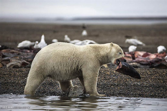 زندگی خرس‌های قطبی در روستاهای آلاسکا‎