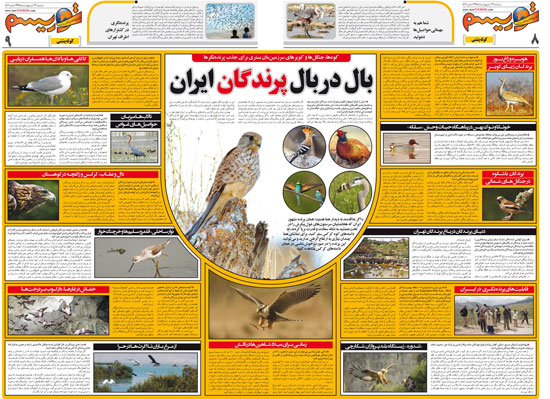 اینفوگرافی: بال در بال پرندگانِ ایران