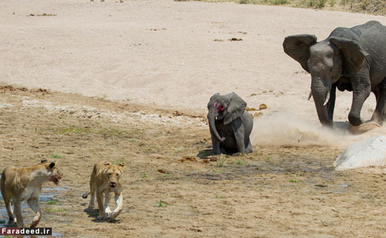 عکس: لحظات دراماتیک شکار یک بچه فیل