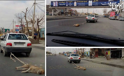 بازتاب‌ گسترده سگ كشی خيابانی در ایران