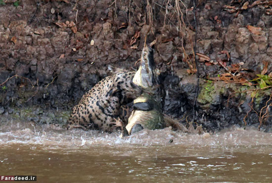 عکس: حمله برق‌آسای پلنگ به تمساح