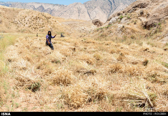 عکس: برداشت گندم به روش سنتی