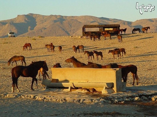 اسب های وحشی و مقاوم صحرای نامیب