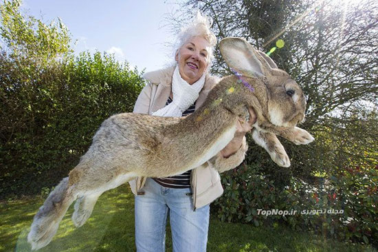 غول پیکر ترین خرگوش دنیا +عکس