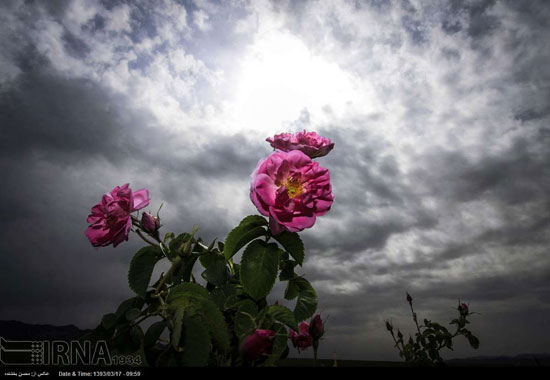 عکس: برداشت گل محمدی