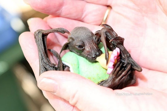 خفاش معروف در بستر بیماری! +عکس