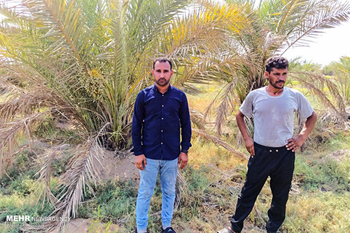 خشک شدن نخلستان‌های شادگان خوزستان