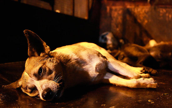 عکس: سگ‌ کشی در دل تاریکی شب