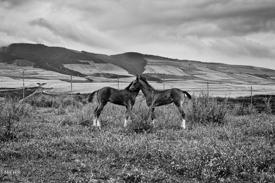 تصاویری زیبا از اسب ترکمن