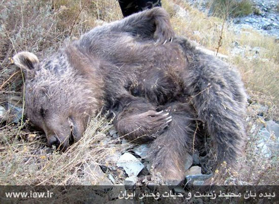 مرگ یک خرس در ارتفاعات تهران +عکس