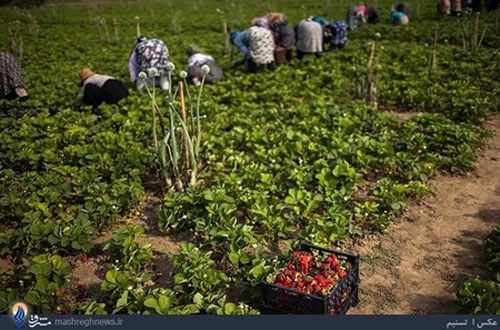 عکس: برداشت توت فرنگی