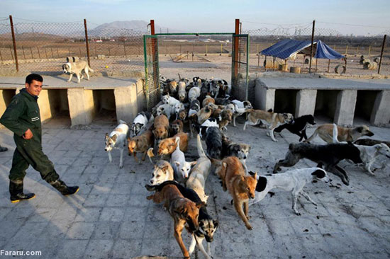 عکس: پناهگاه سگ‌های تهران