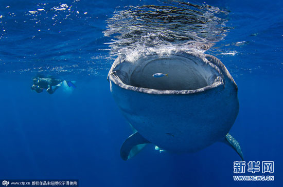 شنای هیجان انگیز با کوسه نهنگ +عکس