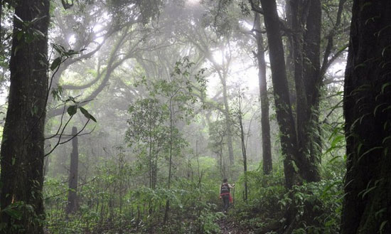 زیباترین جنگل‌های مه آلود دنیا
