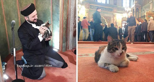 نماز و عبادت در کنار گربه ها! +عکس