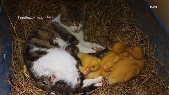 گربه ای که مادر جوجه اردک هاست! +عکس