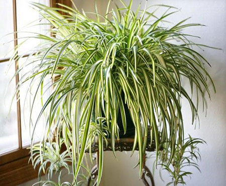 گیاهان آپارتمانی‌ای که هوای خانه را تصفیه می‌کنند