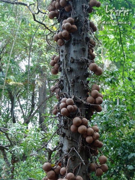 درختی عجیب با میوه های مرگبار +عکس