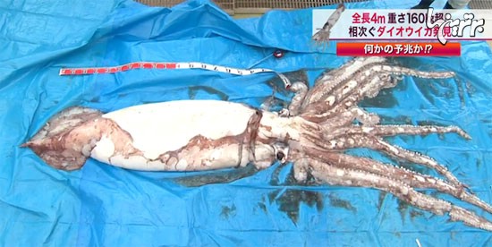 صید عظیم ترین ماهی مرکب در ژاپن +عکس