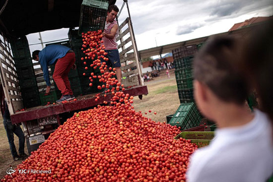 جشن سالانه گوجه‌فرنگی در کلمبیا +عکس