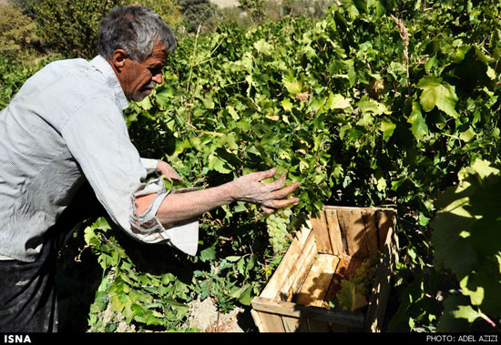 عکس: برداشت انگور در اراک