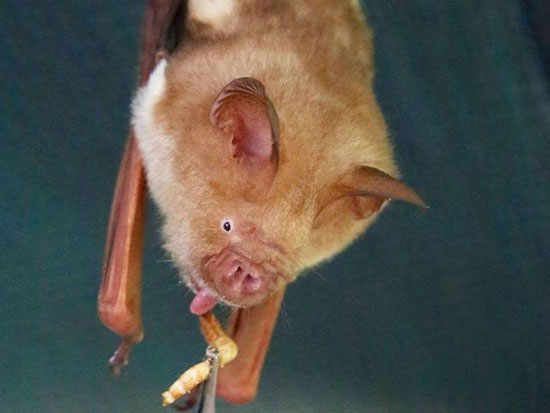 بیمارستانی برای خفاش‌ها در استرالیا