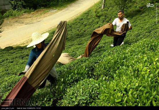 برداشت و فرآوری چای در لاهیجان +عکس