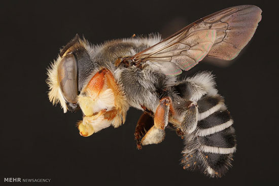 تصاویری از زنبورها با لنز ماکرو‎