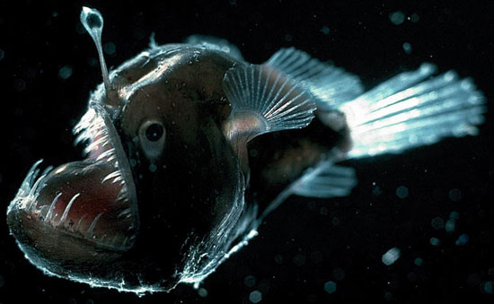 کشف ماهی عجیب و ترسناک Anglerfish