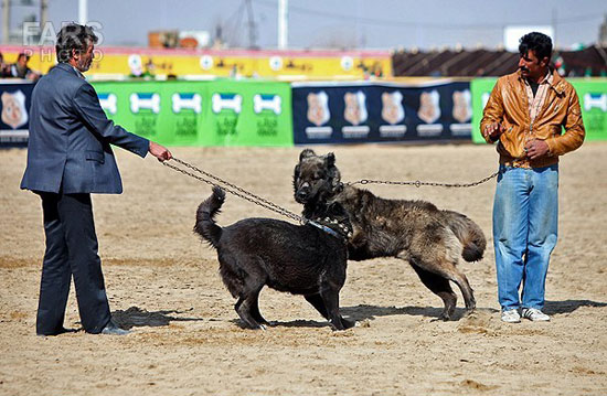 عکس: فستیوال سگ‌های شکاری در ایران