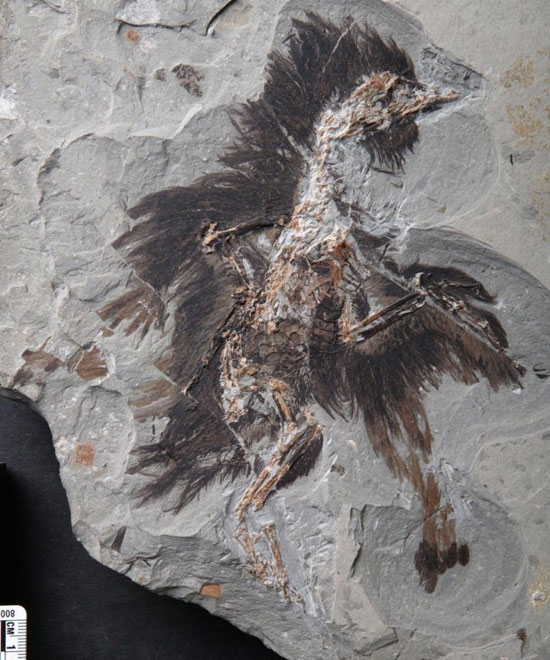 کشف فسیل 130 میلیون ساله یک پرنده در چین