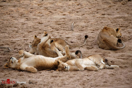 حیات وحش تانزانیا