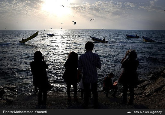 مرغان دریایی ساحل بوشهر