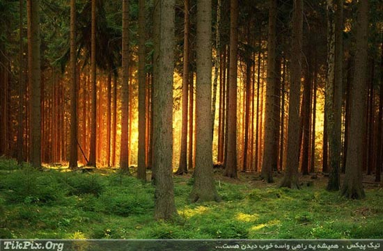 جنگل های رویایی از سراسر جهان / عکس