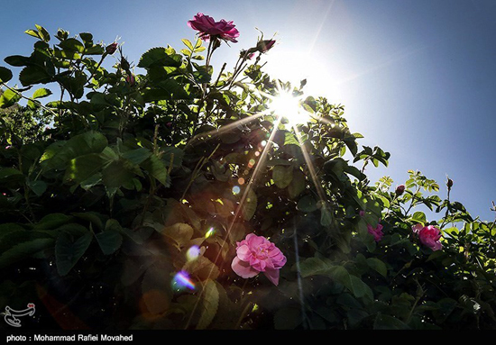 فصل گلاب گیری در کاشان