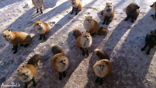 عکس: دهکده روباه‌ها در ژاپن