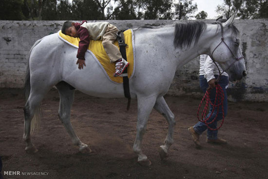 عکس: اسب درمانی